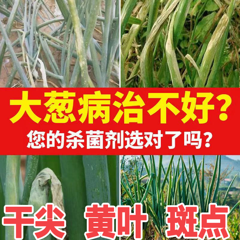 大葱专用药灰霉病锈病黑斑病霜霉病叶枯疫病大葱病专用大葱杀菌剂