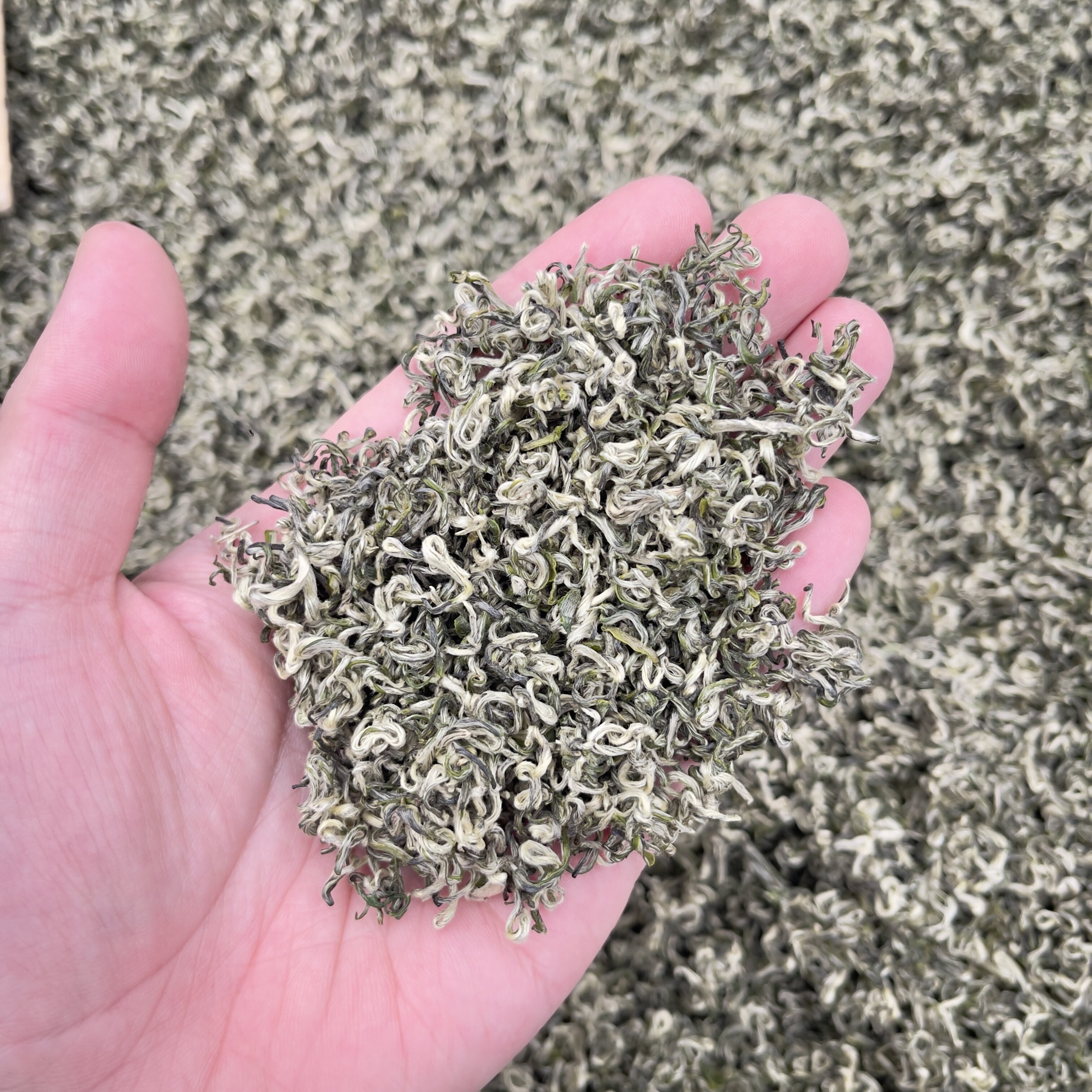 2026年新茶明前头采绿茶碧螺特色产区绿茶