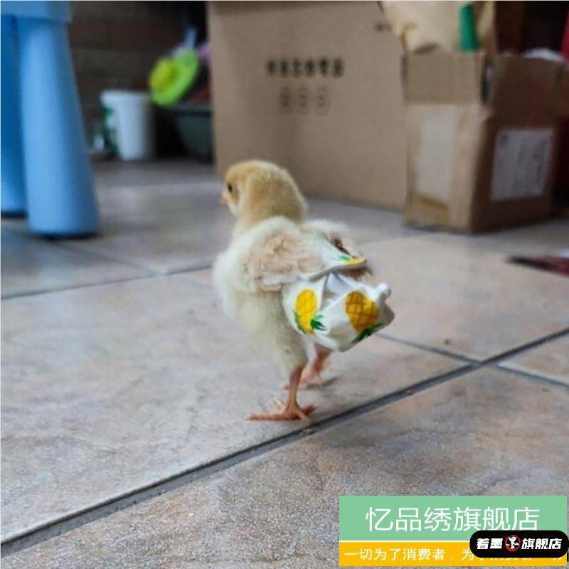 衣服尿不湿鸡用纸尿裤小鸡兜防乱拉小鸭子屁股尿不湿屁股鸡尿不湿,宠物/宠物食品及用品,猫宠物服装/雨衣（新）,淘宝优惠券,粉丝福利购,淘宝优惠卷