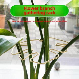 龟背竹花枝收拢架支撑杆天堂鸟防倒伏固定器春羽水培植物枝干聚拢
