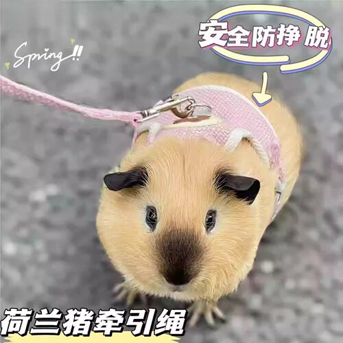荷兰猪牵引绳豚鼠天竺鼠侏儒兔龙猫外出专用遛绳超小可调小宠通用