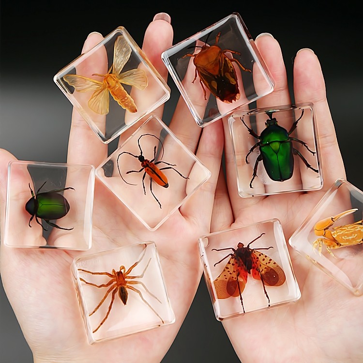 巨型独角仙天然昆虫琥珀树脂海洋招潮蟹金蝉海星瓢虫蚂蚁透明标本