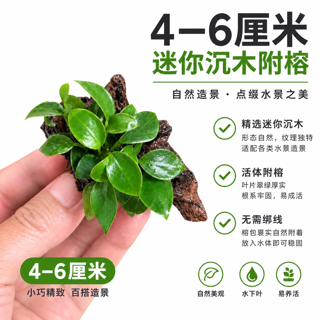 迷你真沉木水榕水草植物雨林缸造景水培植物水草微景观生态缸水草