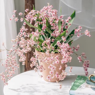 文心兰盆栽花苗梦香兰室内阳台兰花年宵花带花苞好养