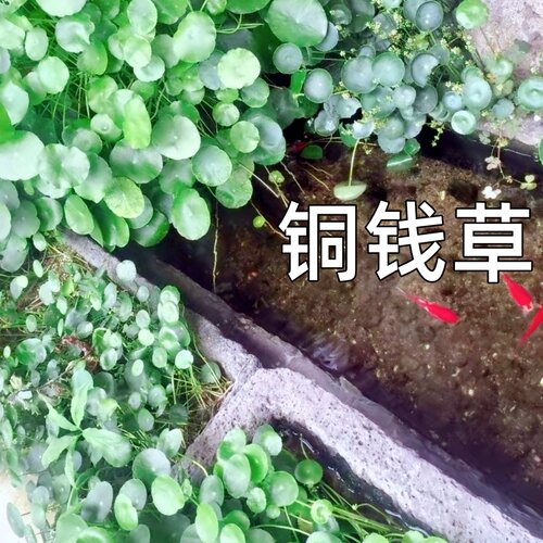 小水草铜钱草水陆水培净化水质增氧养鱼懒人金钱草