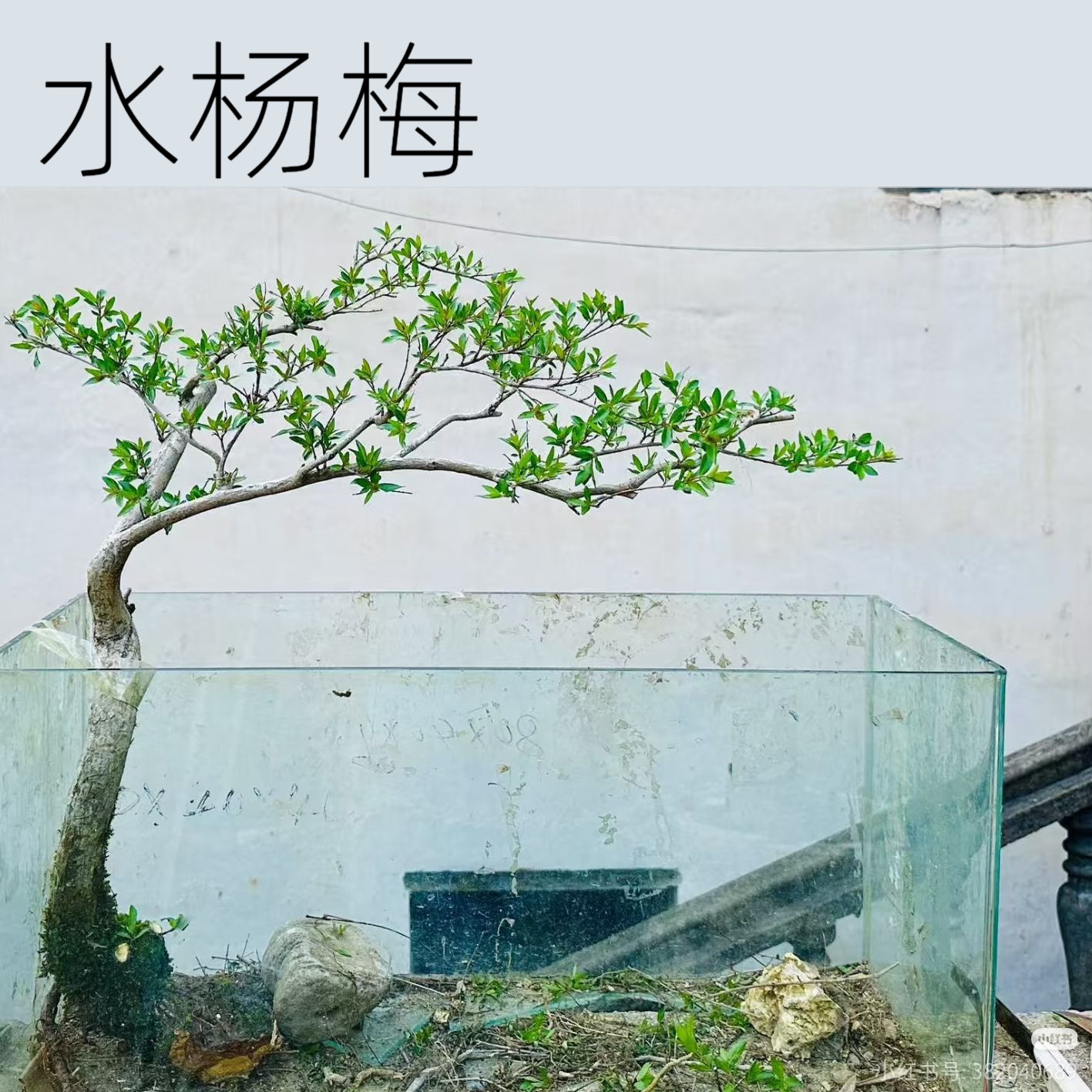 水杨梅鱼缸造景老桩水陆缸造景水上叶水培根大根盘绿植微型盆栽
