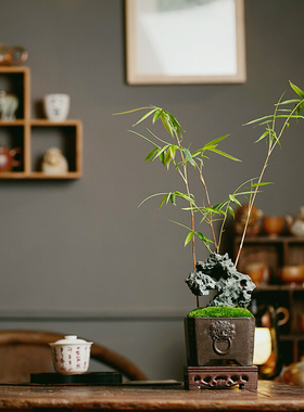 茶台具室道摆件绿植造微景观苔藓新中式书房桌面紫砂盆太湖假山石