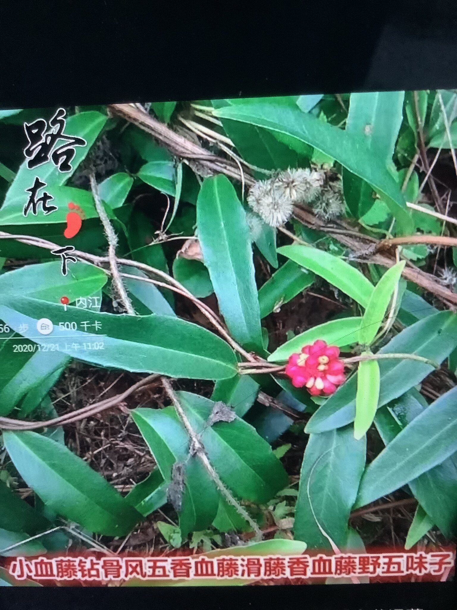 中草药钻骨风 小血藤 八仙草根 钻石风 五香血藤根满山香野黑老虎