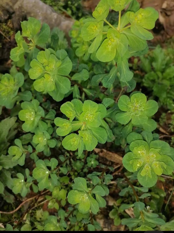 猫眼草 猫眼草泽漆五朵云猫耳眼野生晒干正宗猫眼草猫儿眼