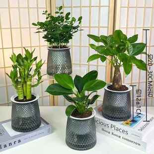 【买三送一】灰透塑胶盆富贵竹金钻发财树九里香绿植物桌面好养