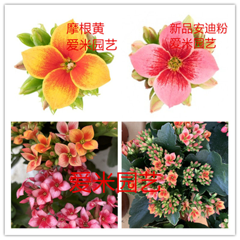 爱米园艺长寿花单瓣室内花卉长寿花新品单瓣pacaya-辛巴斯-熔岩