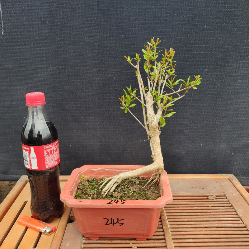 微小石榴树苗结果盆景提根造型小品素材花卉园艺绿植物矮霸桩盆栽