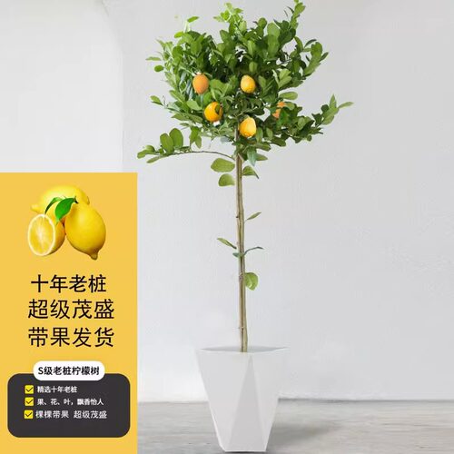 香水柠檬树苗盆栽四季带果无籽可食用绿植大型室内客厅阳台好养活