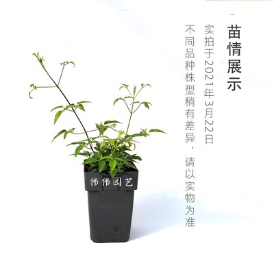 伟伟园艺 铁线莲 円空 日系重瓣铁线莲 矮生盆栽攀援植物花园阳台