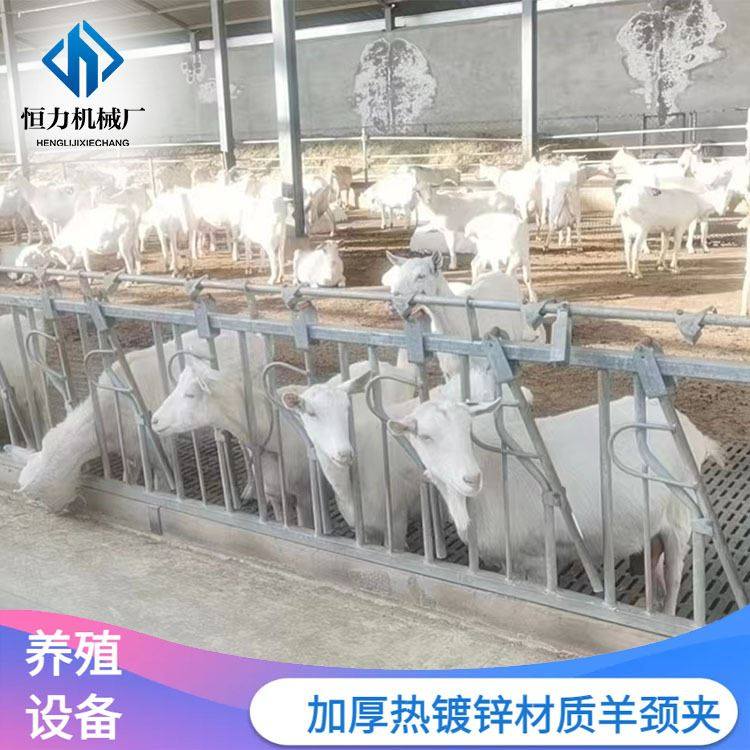 奶山羊专用防疫羊颈枷 3米9位自锁式羊颈夹 加厚热镀锌材质