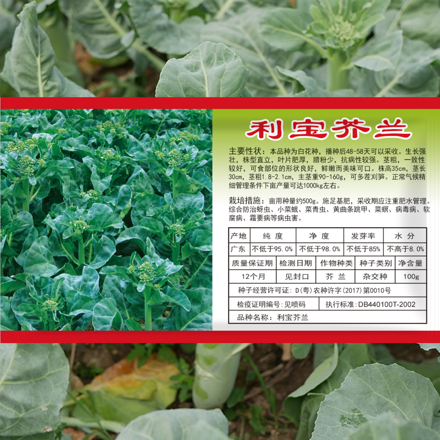 和利农利宝芥兰种子芥蓝种籽甜脆广东秋季大田蔬菜孑鸡腿芥兰菜