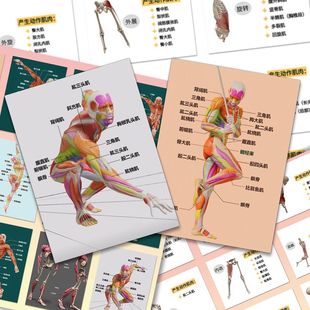 48张人体肌肉解析贴纸医学生系统解剖学贴纸装饰笔记本卡片粘贴