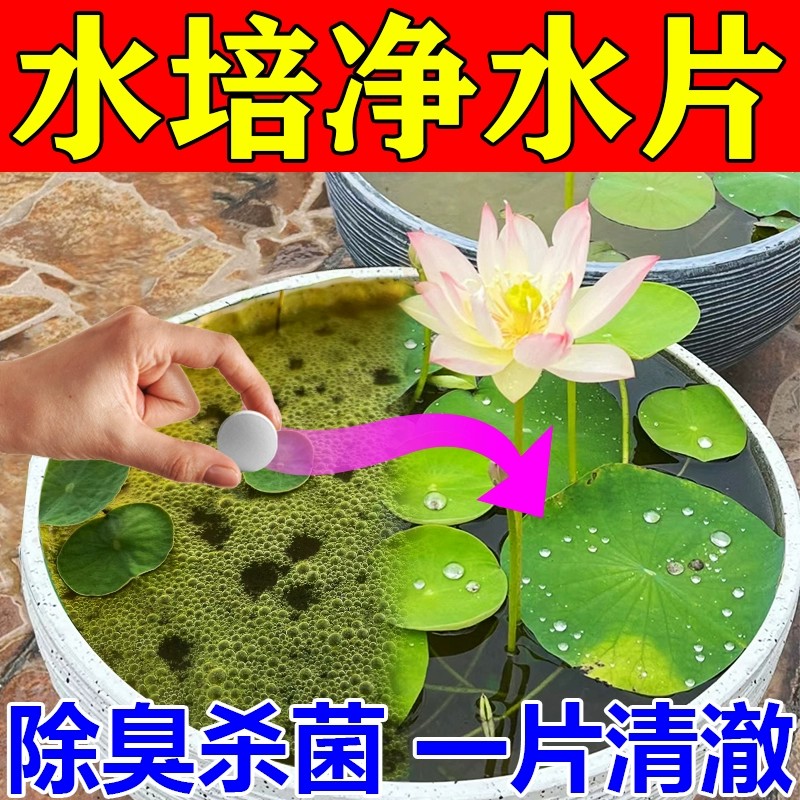水培植物净水片除臭杀菌消毒富贵竹碗睡莲专用净化水质鲜花保鲜片