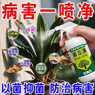 菌立清微生物杀菌剂果蔬植物通用根腐炭疽灰霉病毒病专用药病菌清