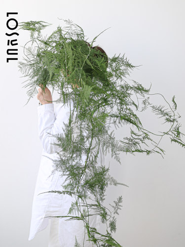 文竹鲜切植物枝条一周生活