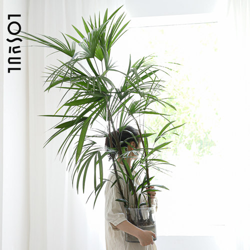 ins植物室内氛围感大型水养植物