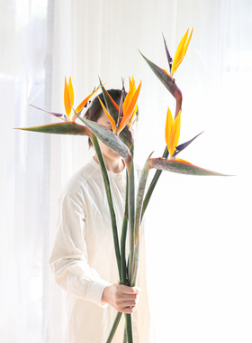 鹤望兰花鲜花天堂鸟花鲜切小众橙色热带花卉长茎花材水培装饰氛围