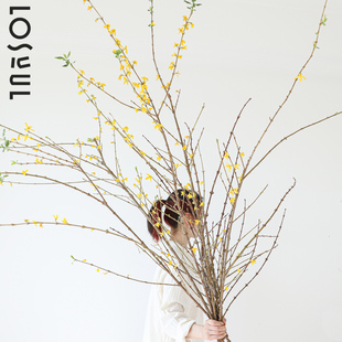 迎春花连翘花寸寸金鲜切带花苞鲜花小众装饰氛围感高级感水培鲜花