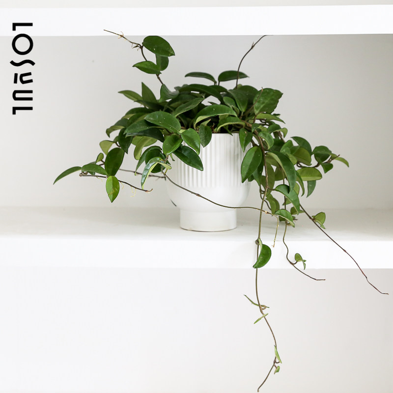 星斑球兰室内垂吊悬挂植物北欧网红ins桌面小盆栽装饰盆栽