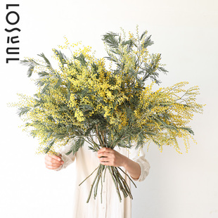 银叶金合欢鲜花羽叶金合欢鲜切生活小众ins氛围感超强水培插花