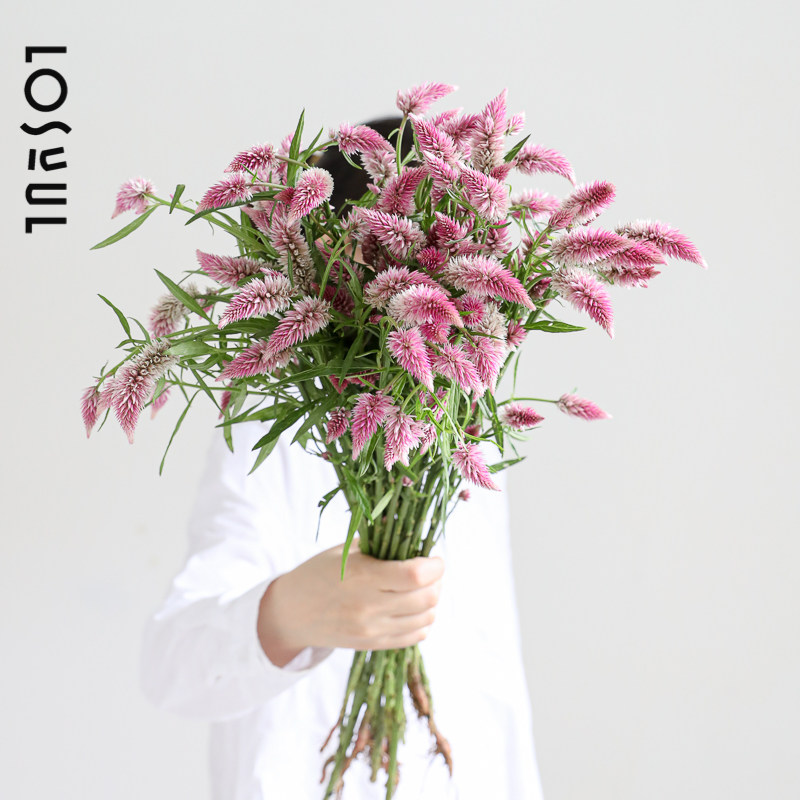 百日红鲜花小众ins一周一花