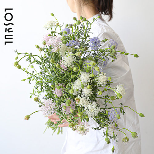 翠珠鲜花蓝饰花鲜切小众鲜花
