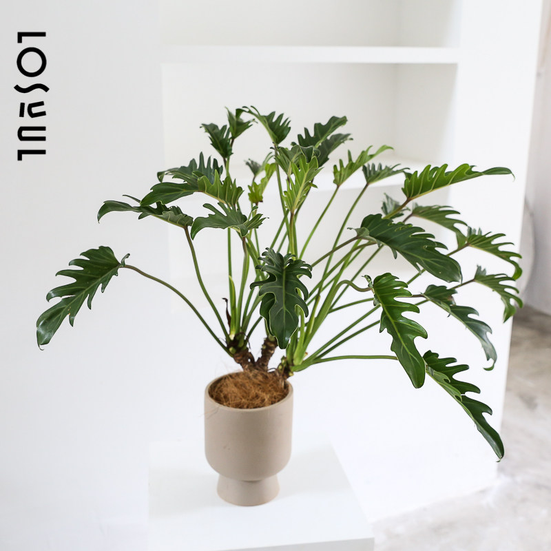 老根小天使仙羽蔓绿绒室内植物龙鳞老桩绿植北欧盆栽