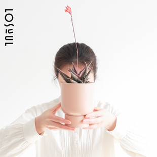 圣诞芦荟多肉绿植开花好养盆栽办公室桌面防辐射喜阳耐旱仙人掌