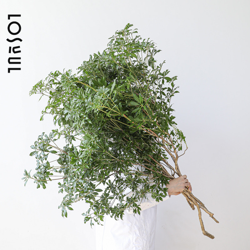 进口马醉木鲜切枝条水培植物日本吊钟北欧风客厅绿植室内观叶顺丰