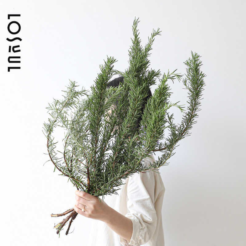 新品迷迭香鲜切鲜花小众鲜花一周一花新颖装饰水养氛围感家庭花艺