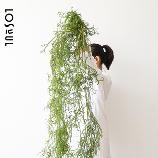 石松 日本花艺 少见 可以做室内装饰 ins植物氛围感花可做干花