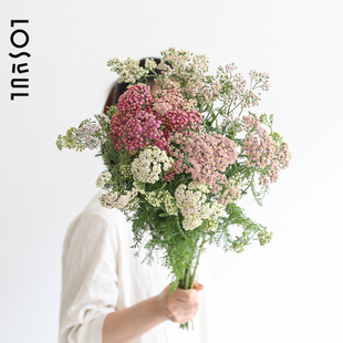 千叶蓍鲜花咖喱花鲜切氛围感装饰少女感花束生活每周一花ins插花