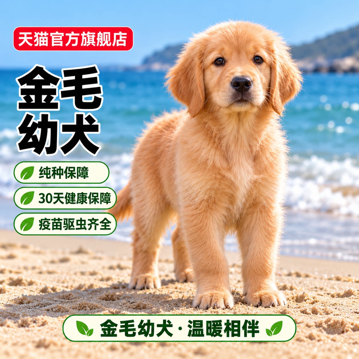 活体大头健康活泼小狗温顺超萌狗