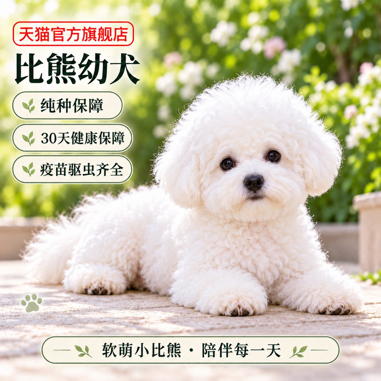 长不大飞耳茶杯犬家养宠物狗狗