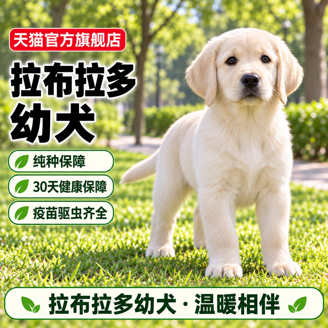便宜警犬米黄色家庭大骨架奶油色