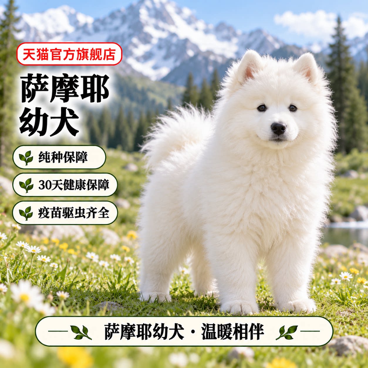 萨摩耶犬雪橇犬可爱型宠物狗幼崽
