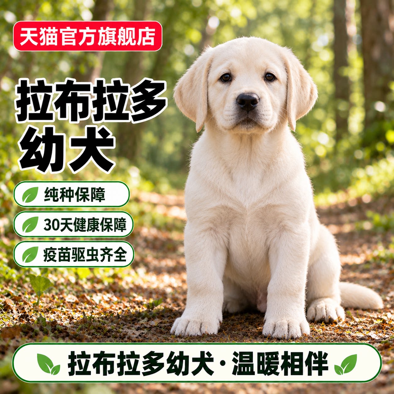 活泼真狗宠物狗工作犬黄色米聪明