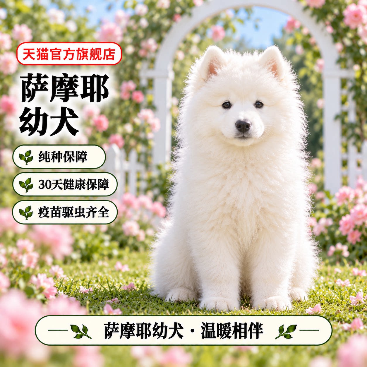 熊版白色幼崽小狗宠物狗狗活物