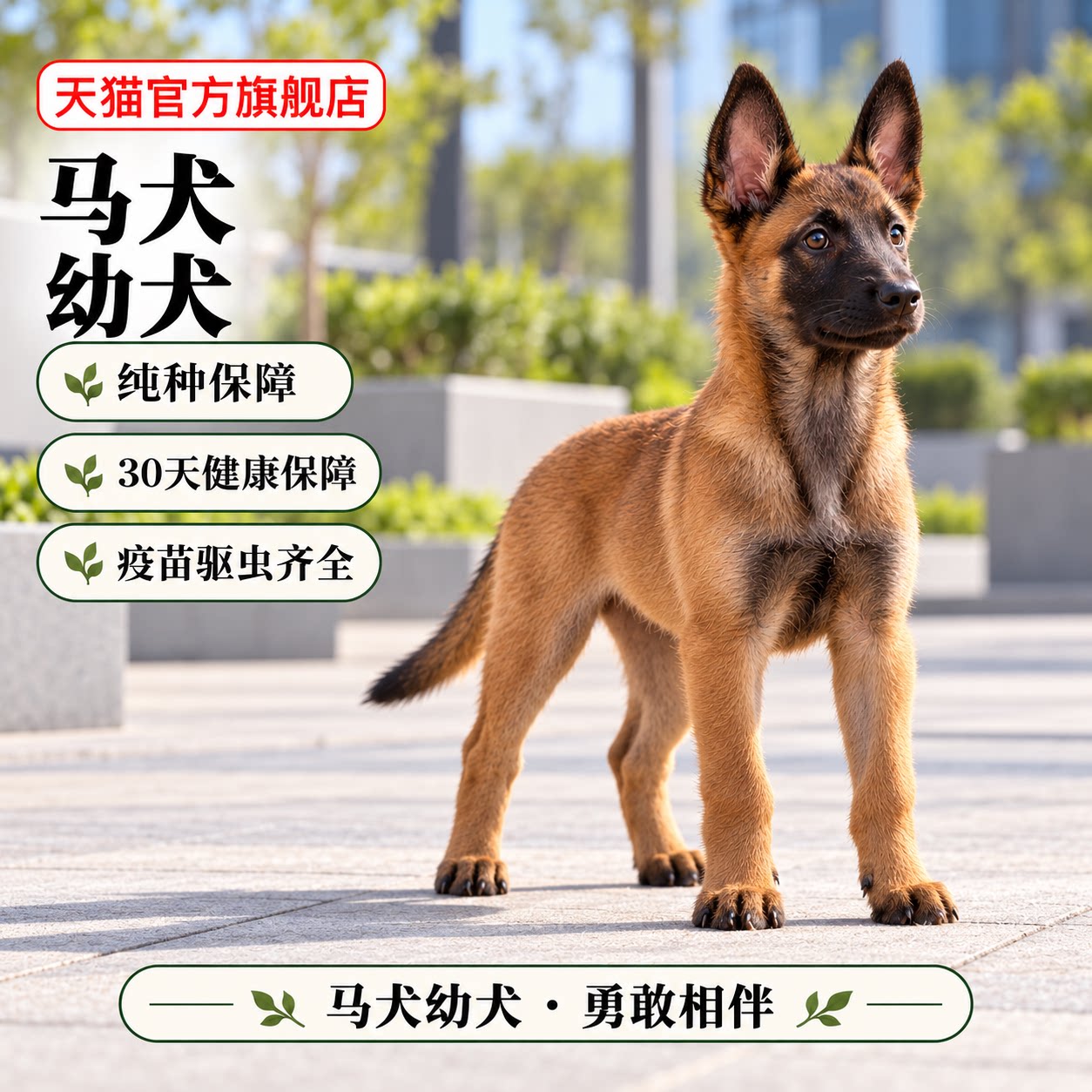 纯种马犬幼犬活物看家狗便宜黑红狼狗护卫犬黄马幼崽警犬农村狗狗