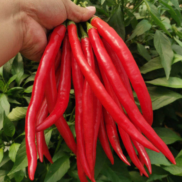 红线椒辣椒二荆条红辣椒可做泡椒剁椒青线椒长红尖椒