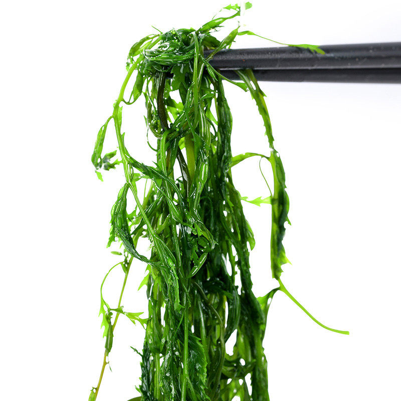 马尾藻新鲜盐渍荣成碱性海锅藻凤尾菜羊栖菜长寿菜5斤鞭炮笋海草