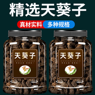 野生天葵子中药材500克旗舰店紫背天葵子千年老鼠屎山耗子散血珠