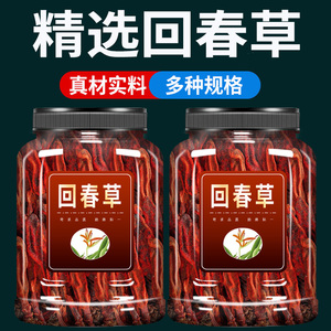 野生回春草中药材500g克官方旗舰店正品不老草顶天柱茴阳泡茶酒料