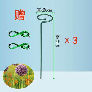 植物防倒伏支架铁艺绣球吊兰支伸缩杆园艺固定架爬藤花卉朱顶红花