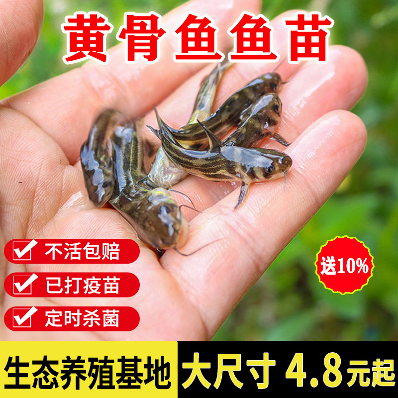 黄骨鱼苗黄辣丁淡水养殖食用活体鱼